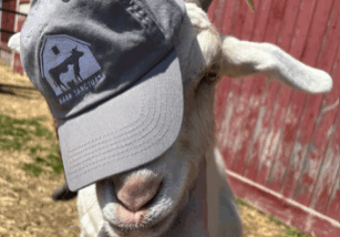 Barn Sanctuary