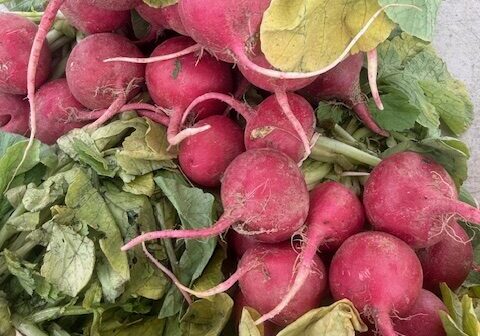Marks Farms radishes