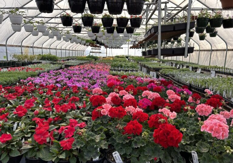 Jacob’s Fresh Farm and Marks Farm will have lots of annual and perennial plants! 