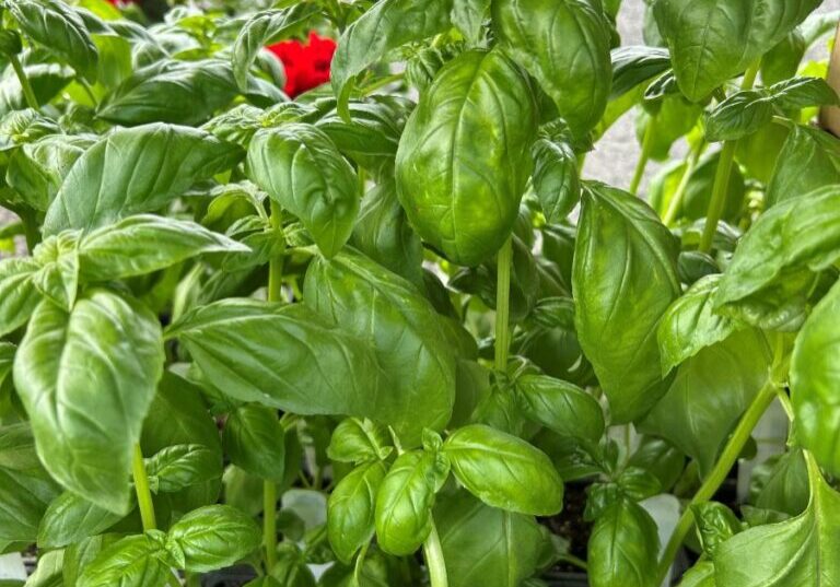 basil plants