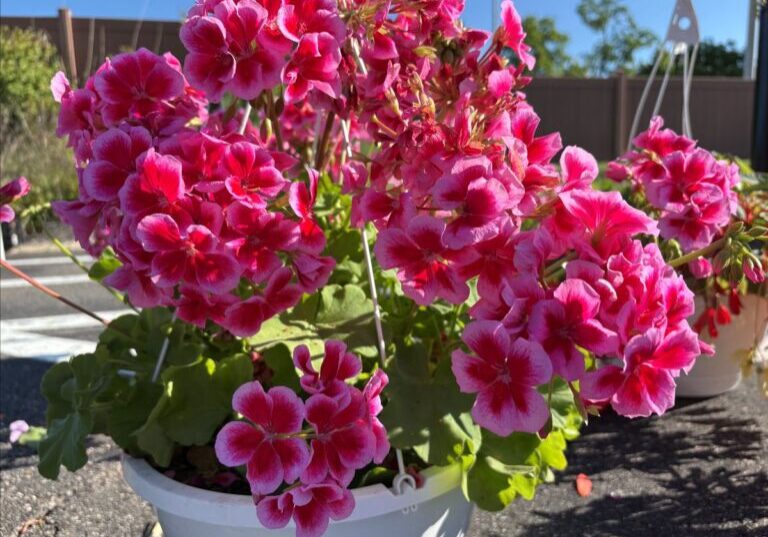 flower basket
