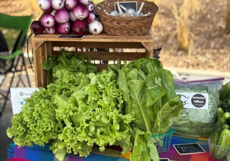 lettuce