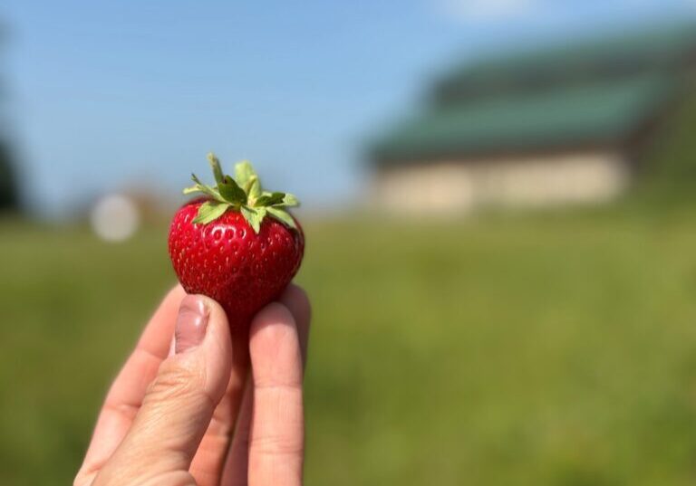 person holding strawberry
