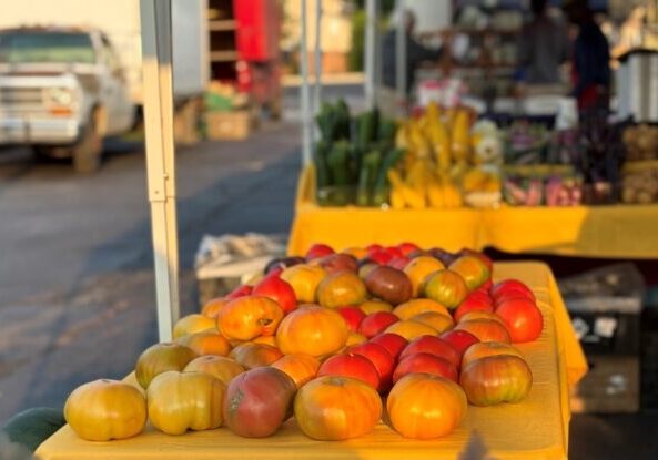 tomatoes
